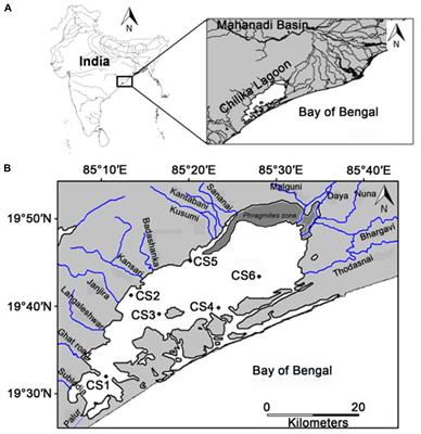 Understanding Impact of Seasonal Nutrient Influx on Sedimentary Organic Carbon and Its Relationship With Ammonia spp. in a Coastal Lagoon